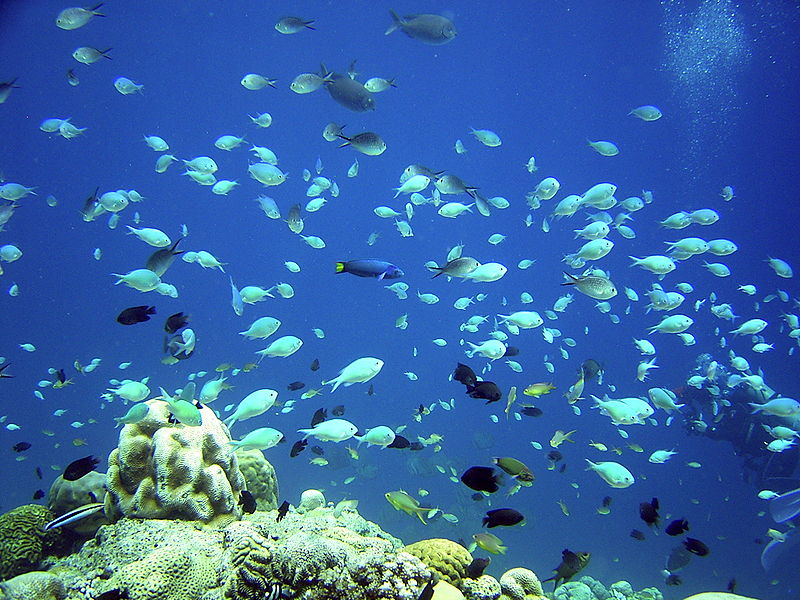 File:Izu2.jpg